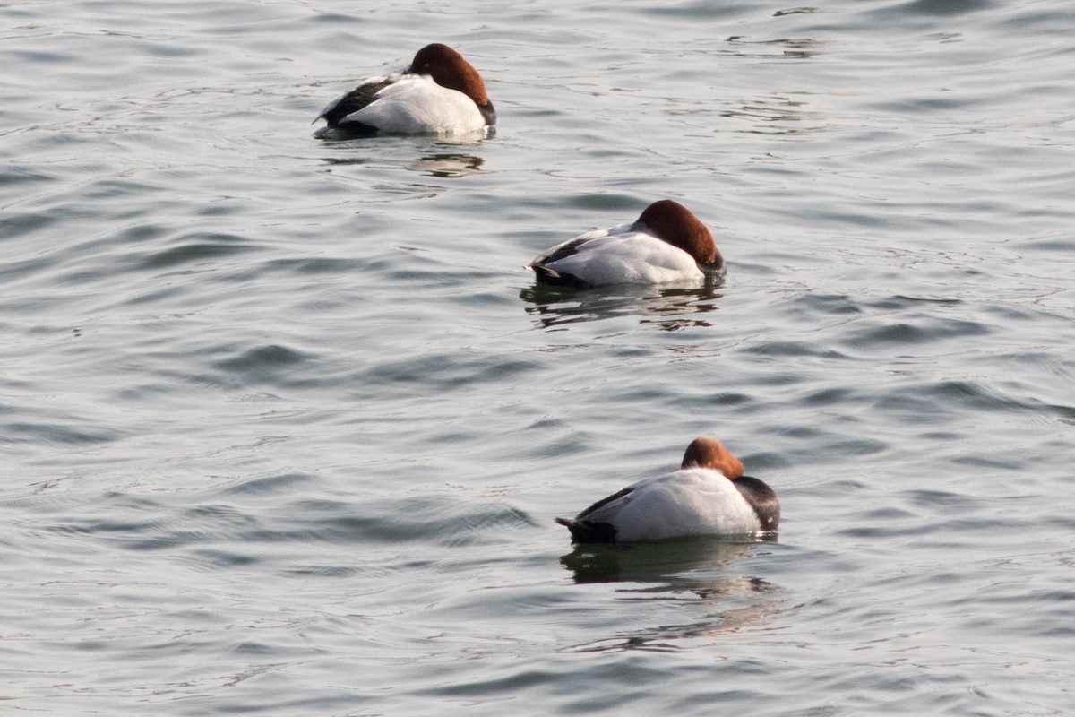 polák velký - ML647164896