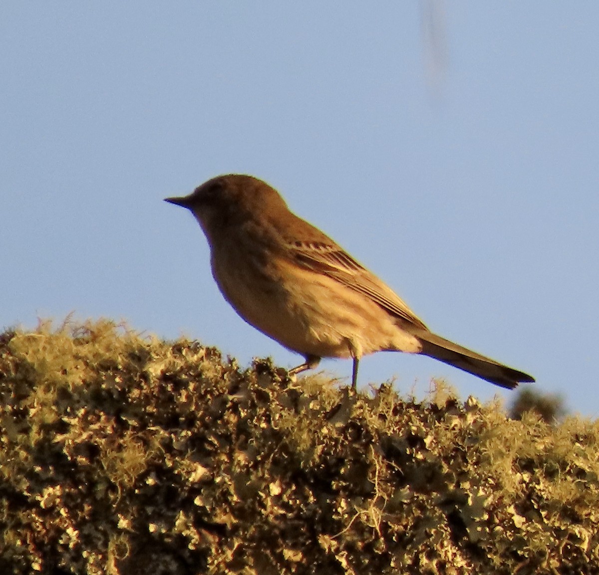 Yellow-rumped Warbler - ML647164897
