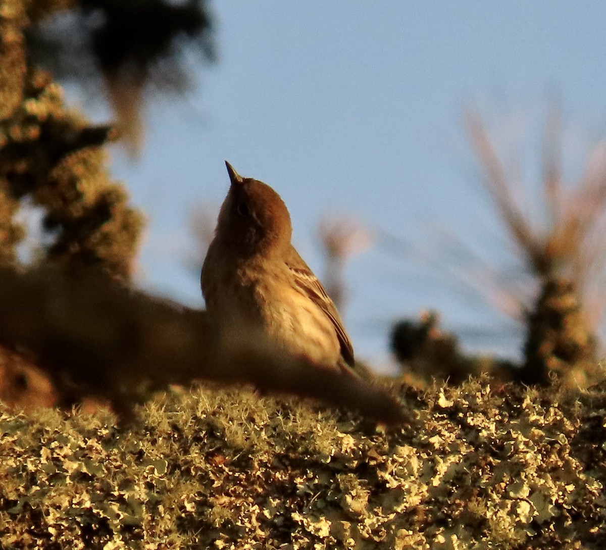 Yellow-rumped Warbler - ML647164898
