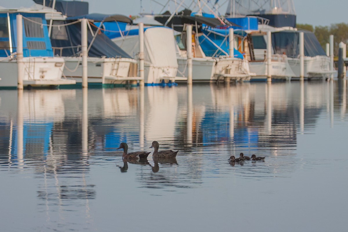 Chestnut Teal - ML647164899