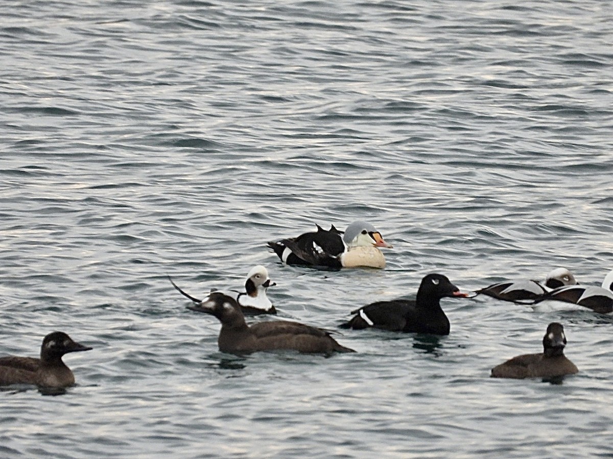 King Eider - ML647164900