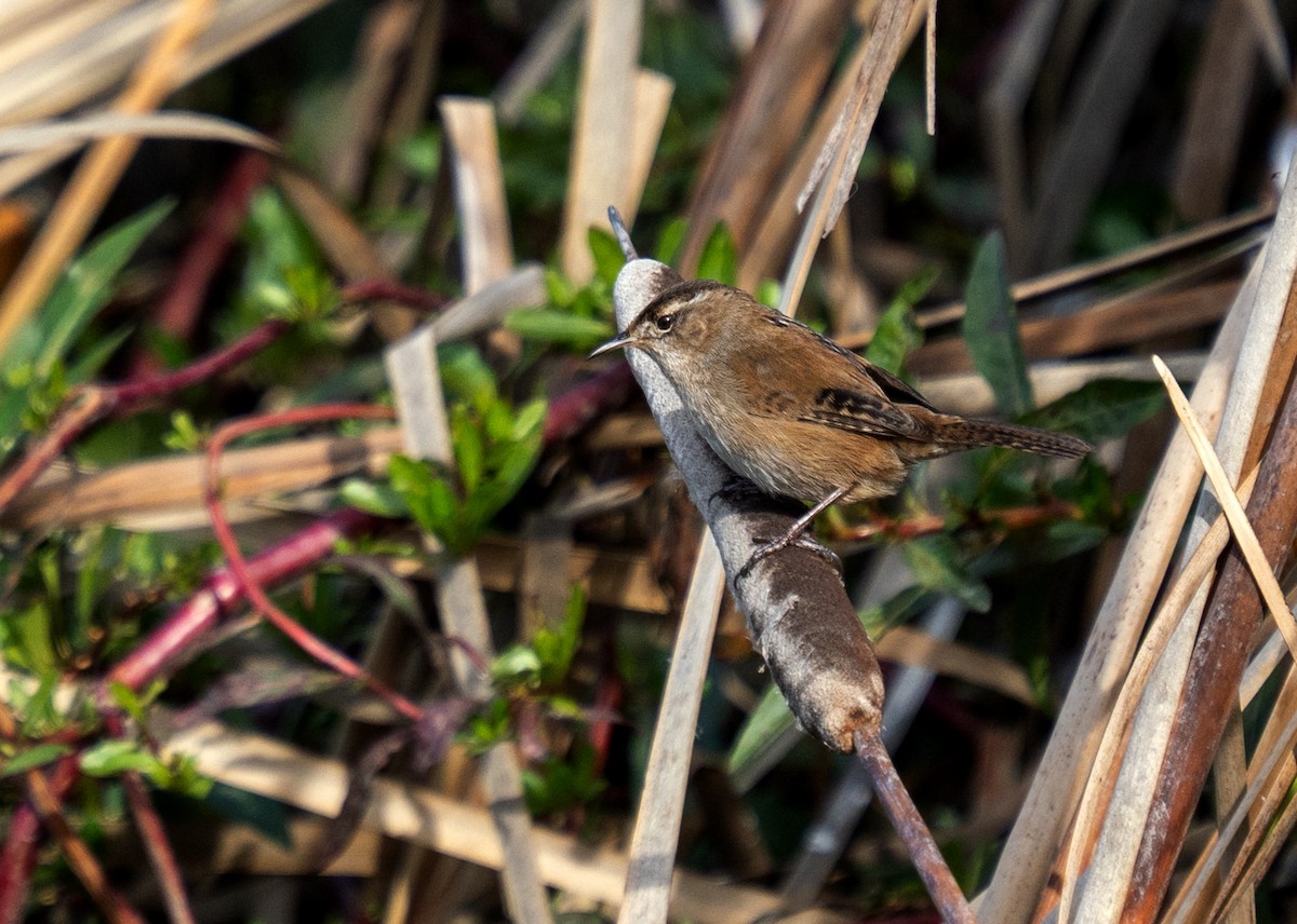 ハシナガヌマミソサザイ - ML647164903