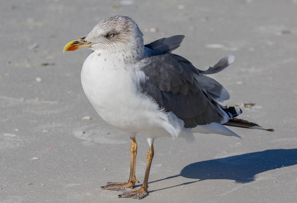 ニシセグロカモメ - ML647164907