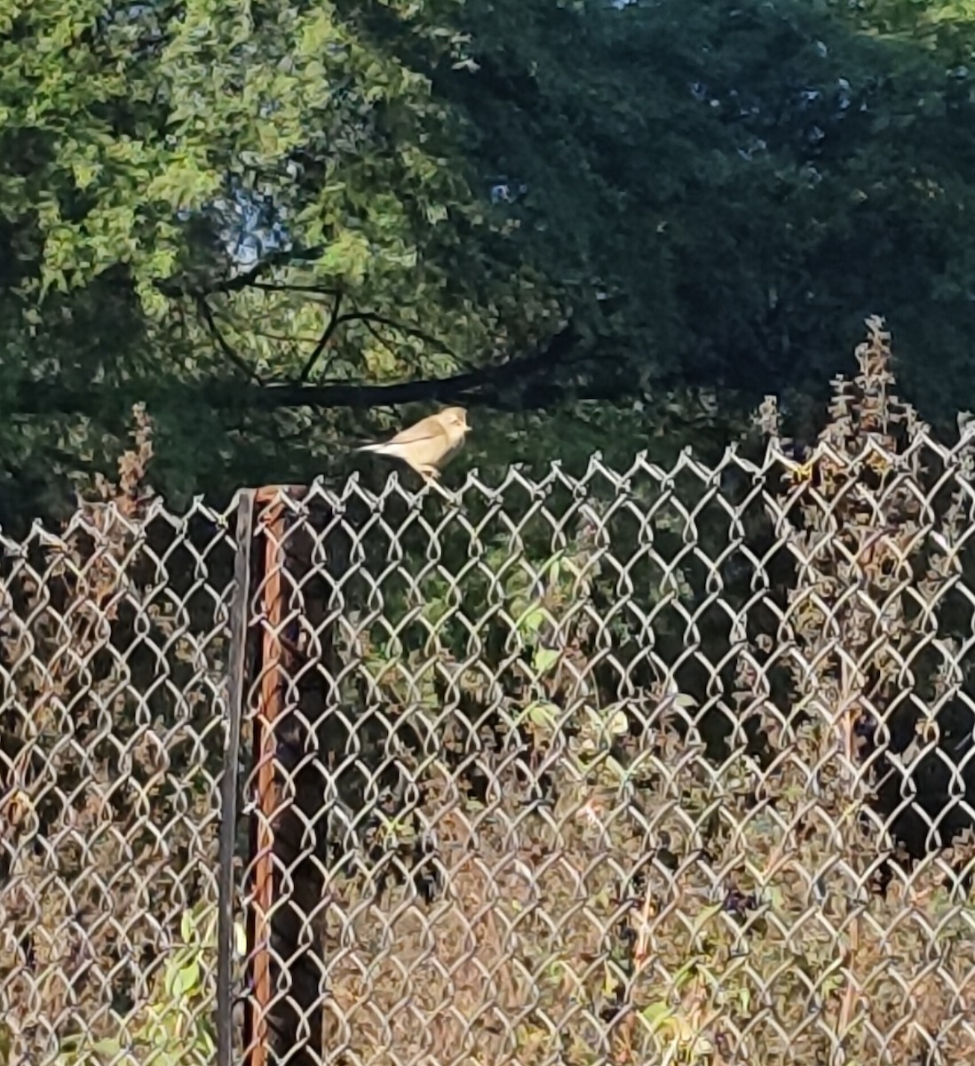 Hume's Warbler - ML647164909