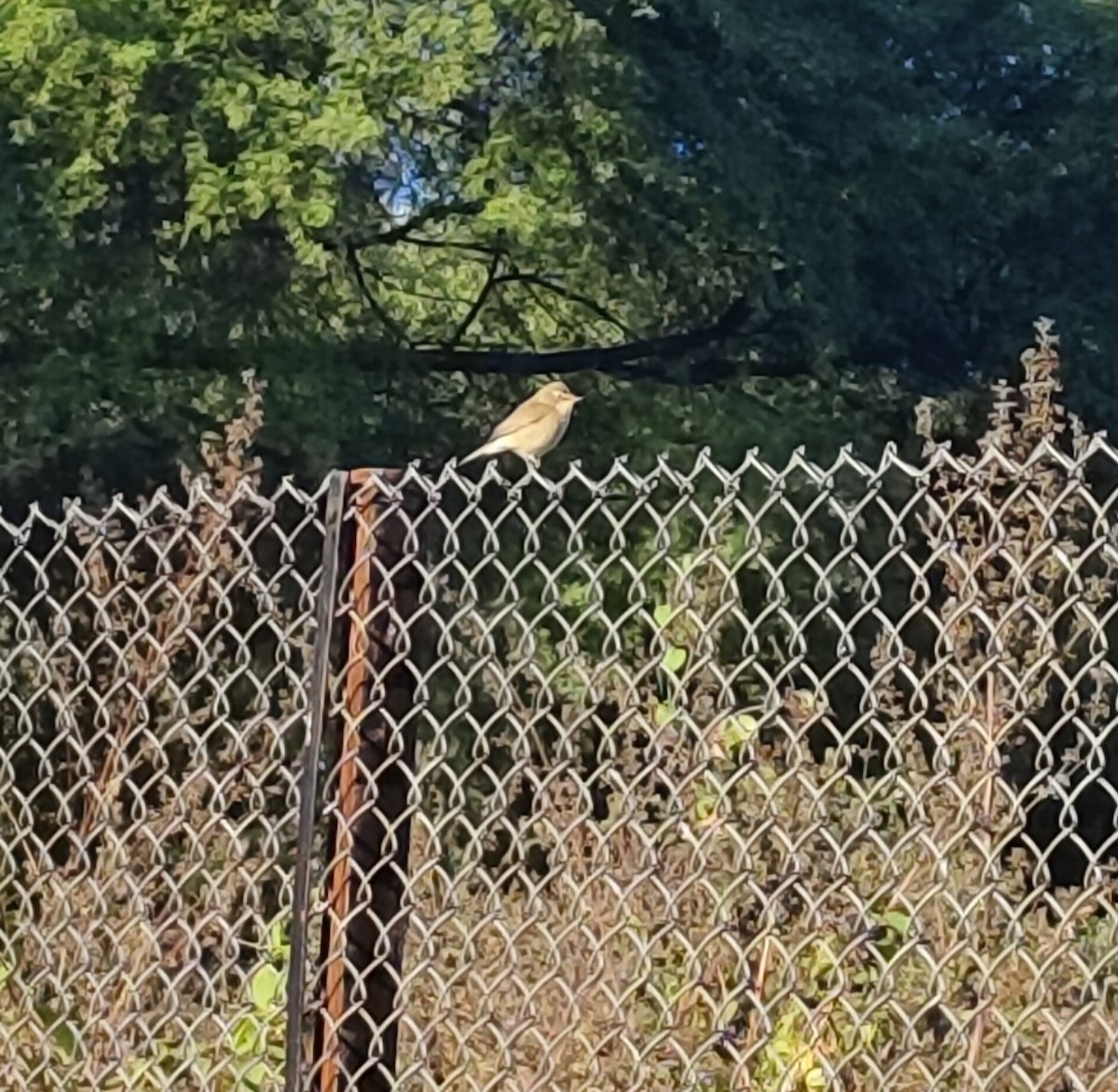 Hume's Warbler - ML647164911