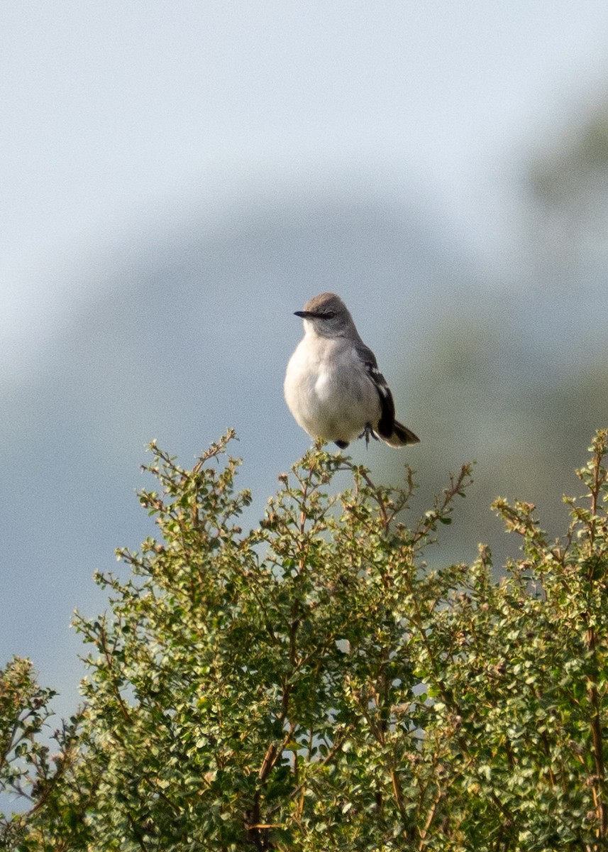 マネシツグミ - ML647164915