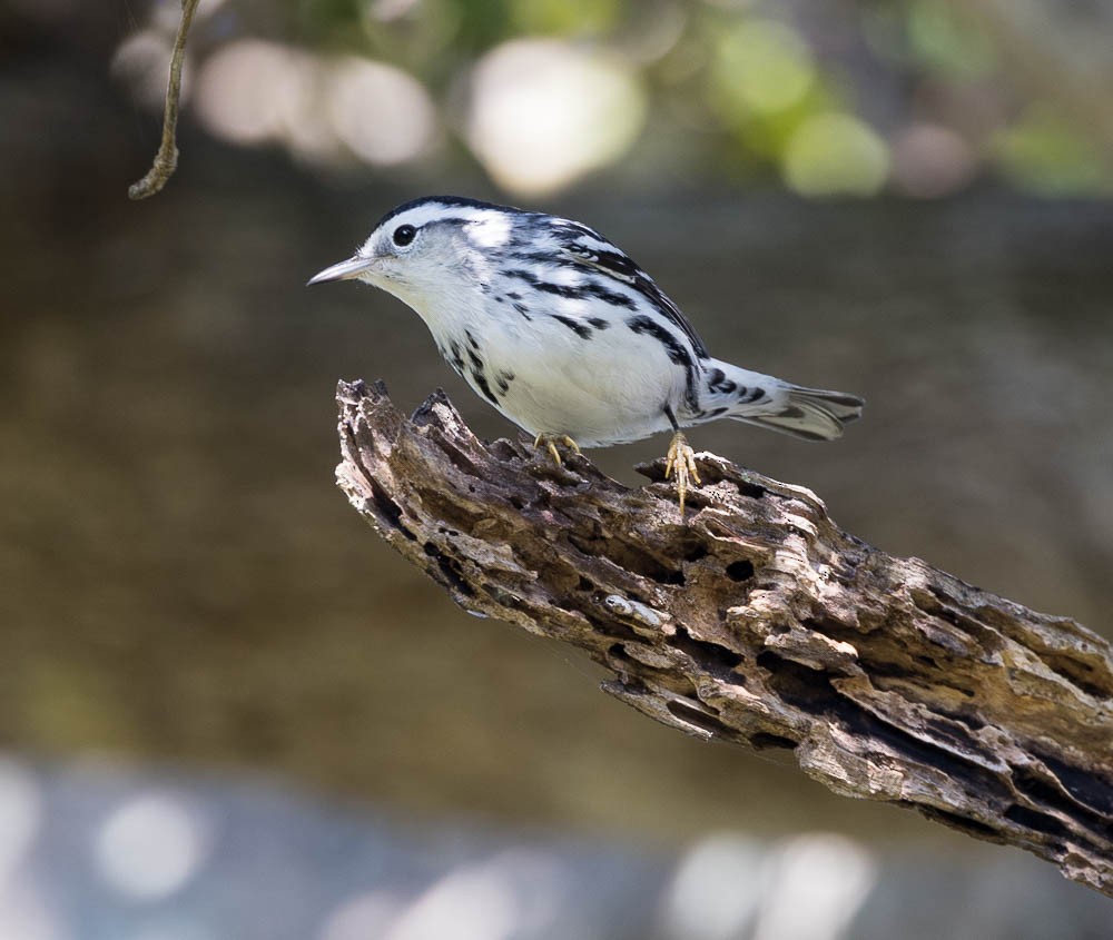 シロクロアメリカムシクイ - ML647164917