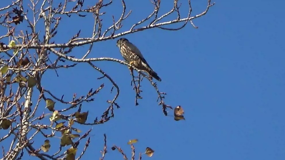 コチョウゲンボウ - ML647164918