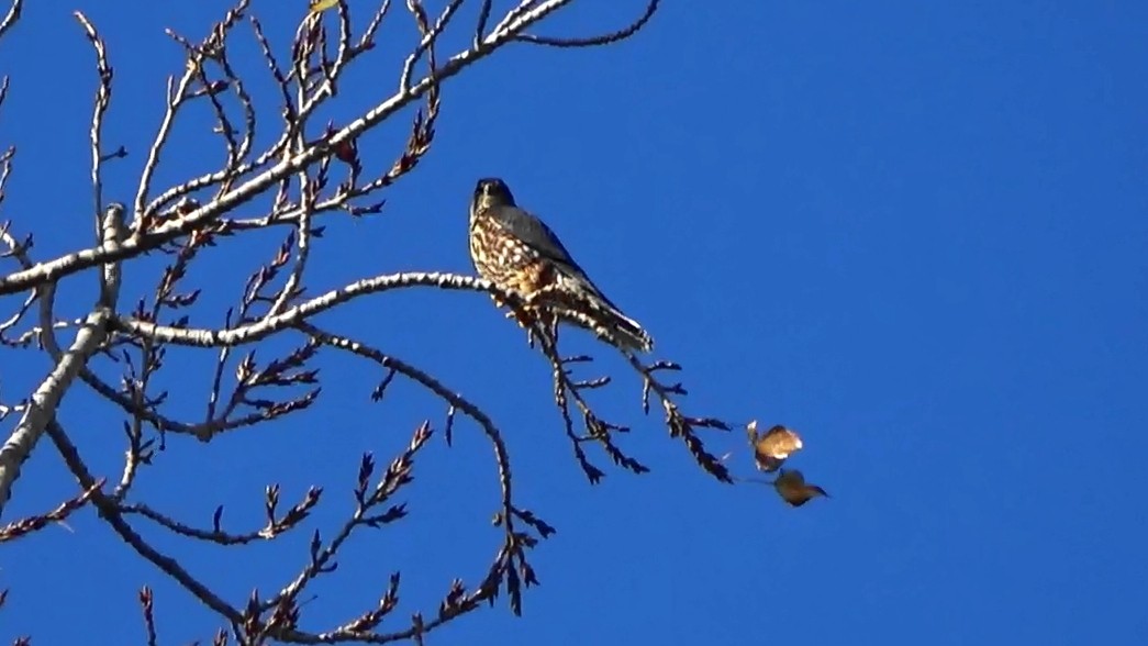 コチョウゲンボウ - ML647164919