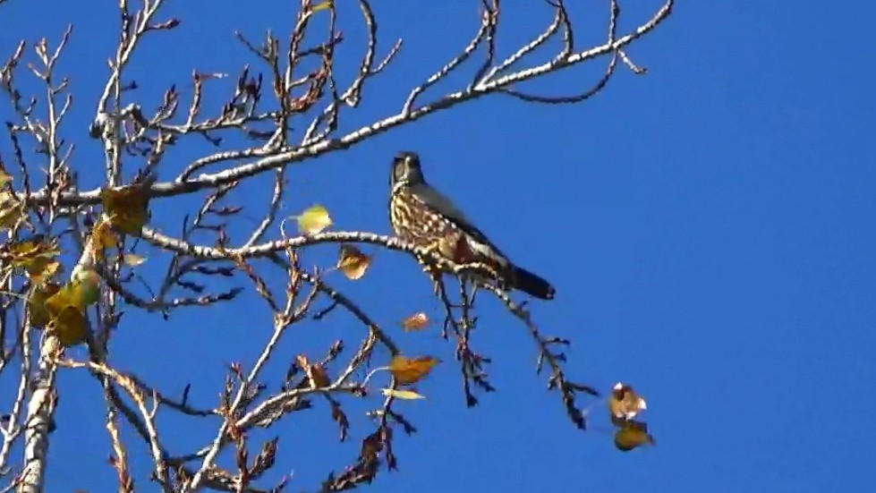 コチョウゲンボウ - ML647164920