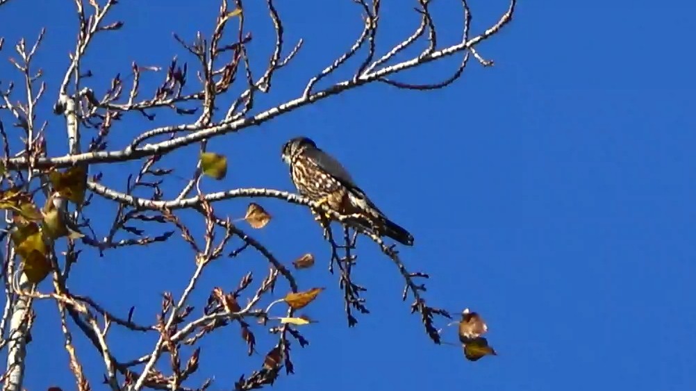 コチョウゲンボウ - ML647164921