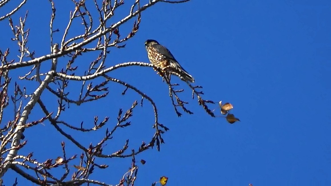 コチョウゲンボウ - ML647164922