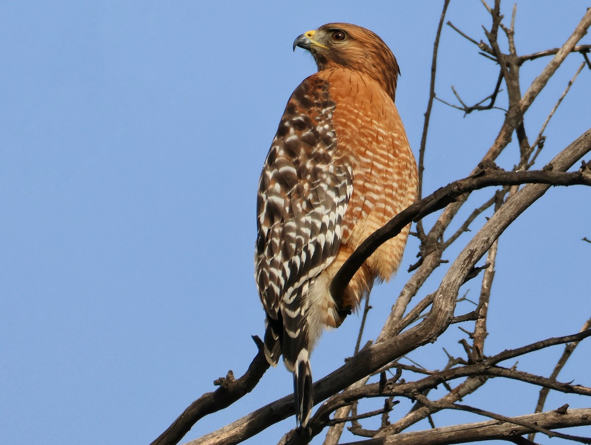 カタアカノスリ - ML647164923