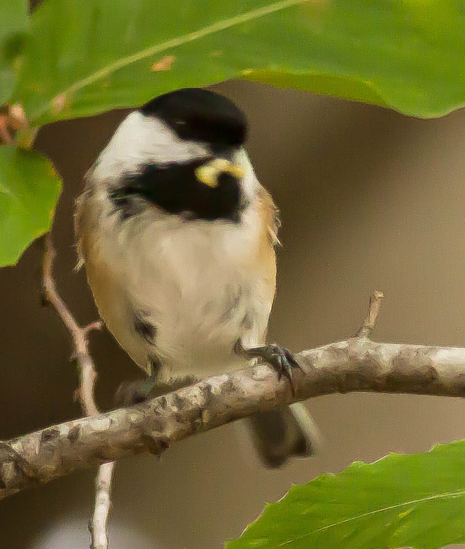 アメリカコガラ - ML647164924