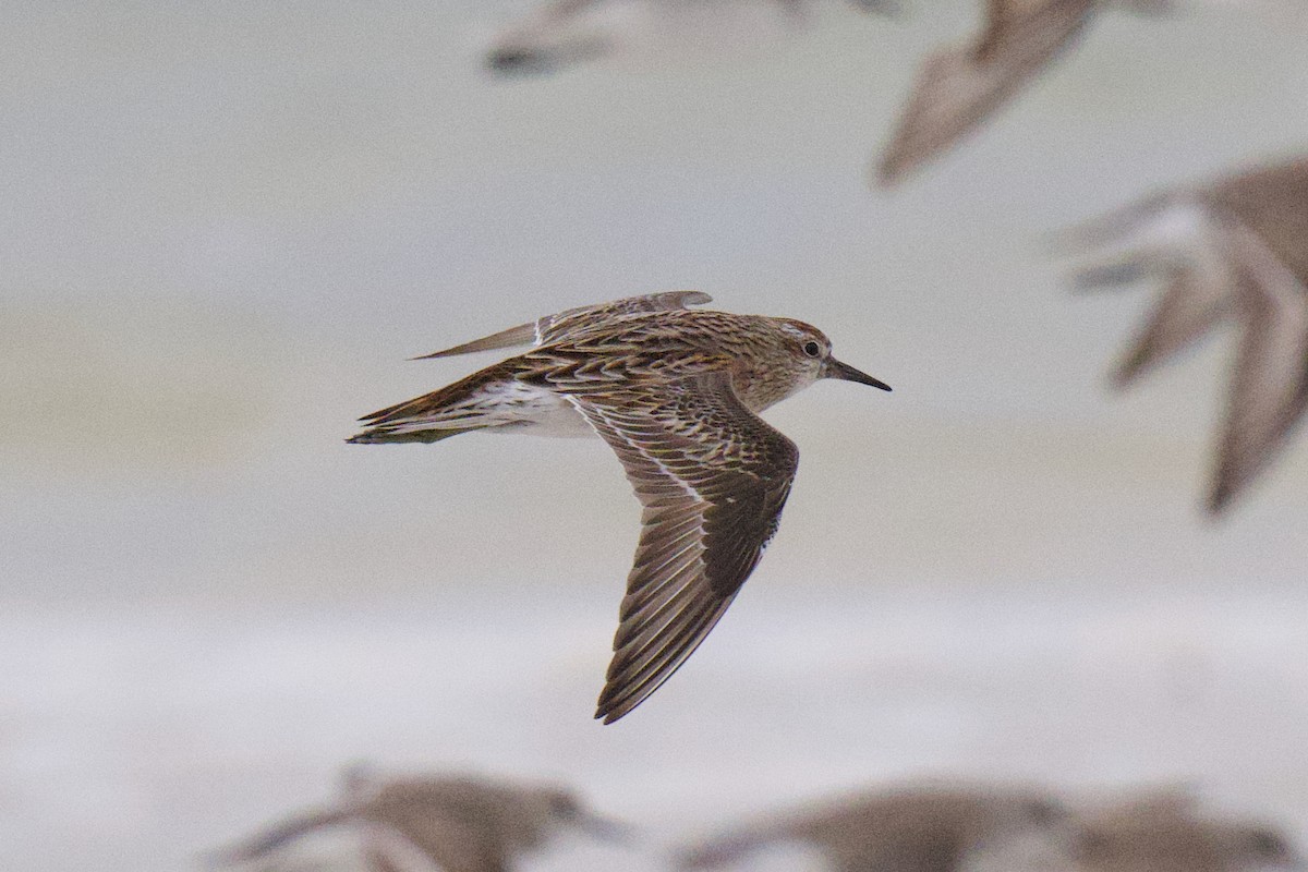 Sharp-tailed Sandpiper - ML647164927