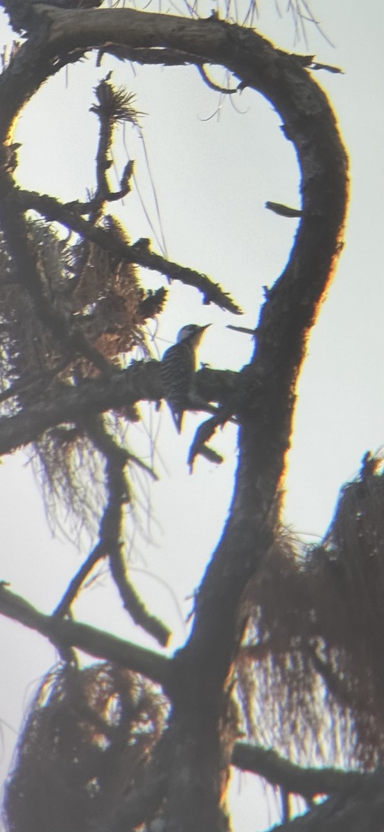 ホオジロシマアカゲラ - ML647164928