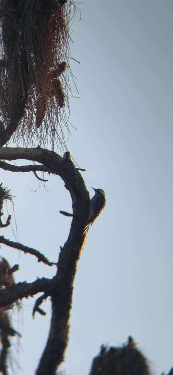 ホオジロシマアカゲラ - ML647164929