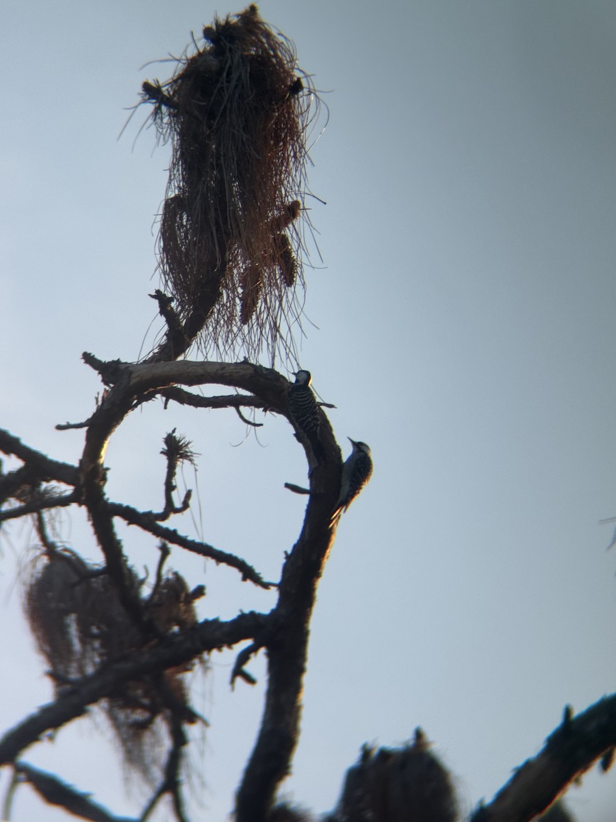 ホオジロシマアカゲラ - ML647164930