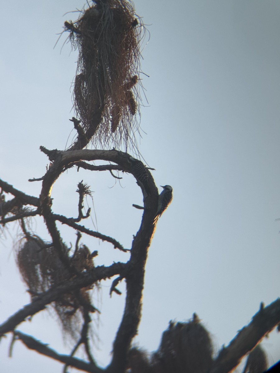 ホオジロシマアカゲラ - ML647164931