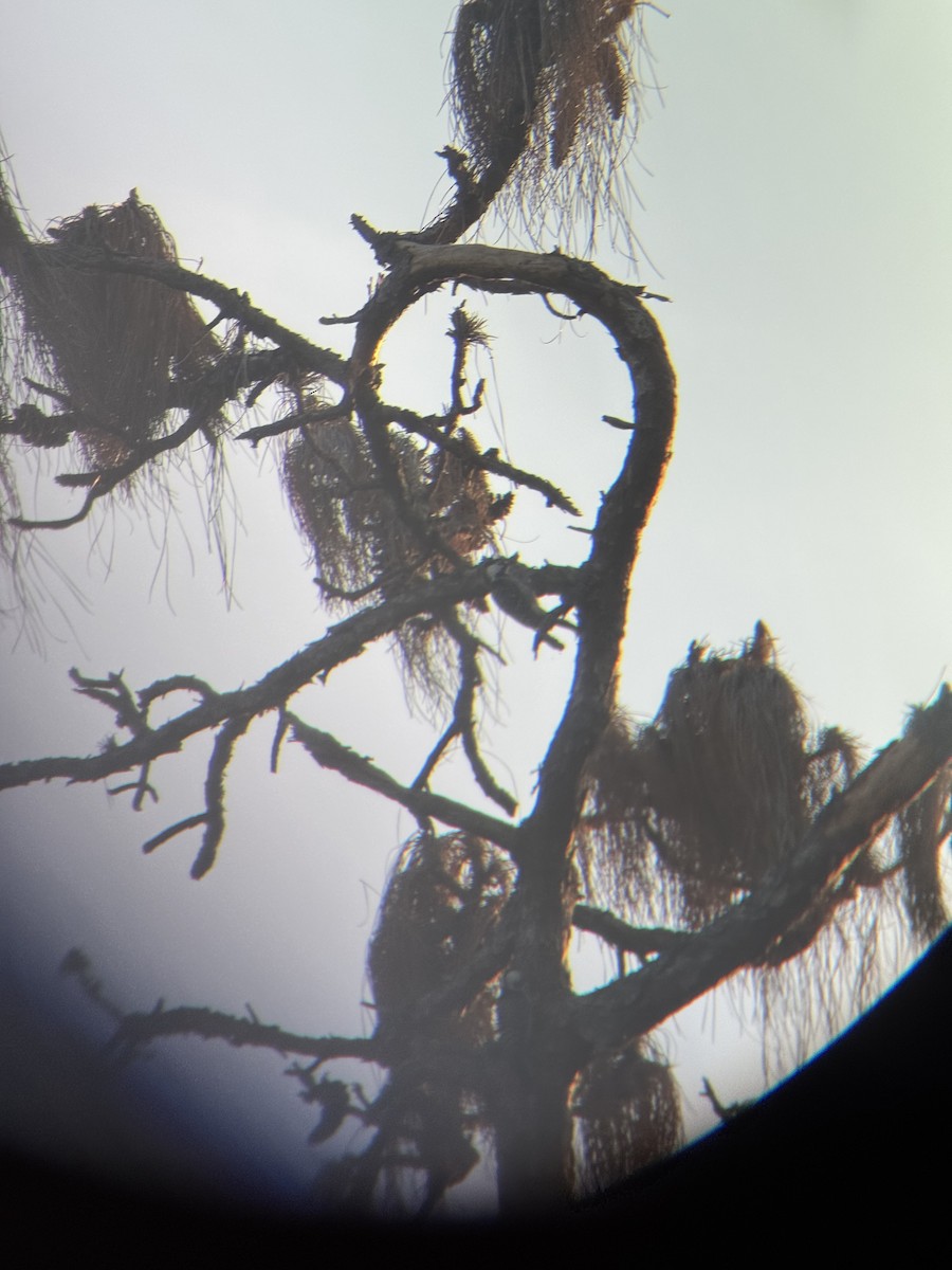 ホオジロシマアカゲラ - ML647164932