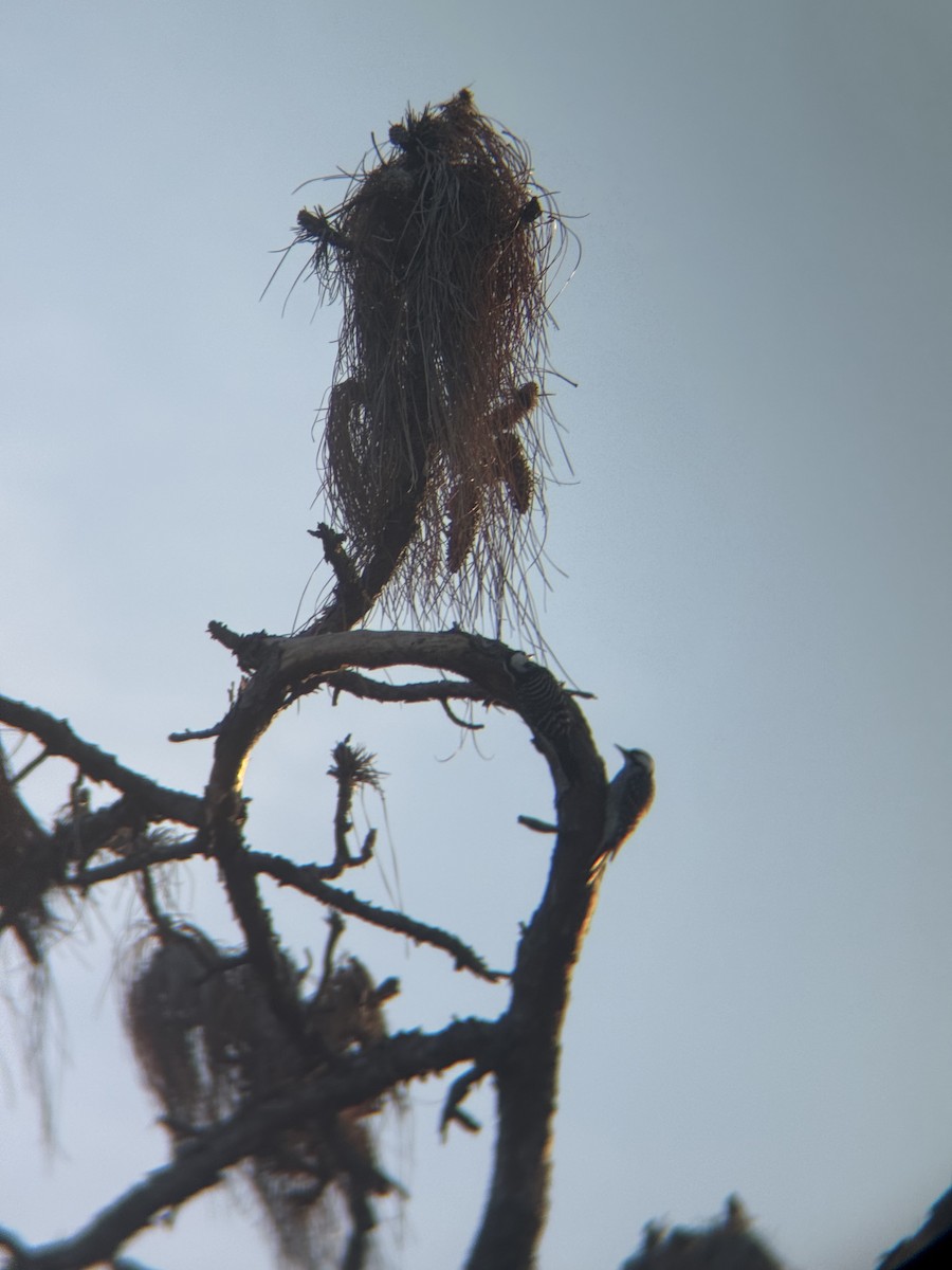 ホオジロシマアカゲラ - ML647164933