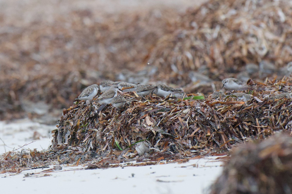 Gambecchio collorosso - ML647164934