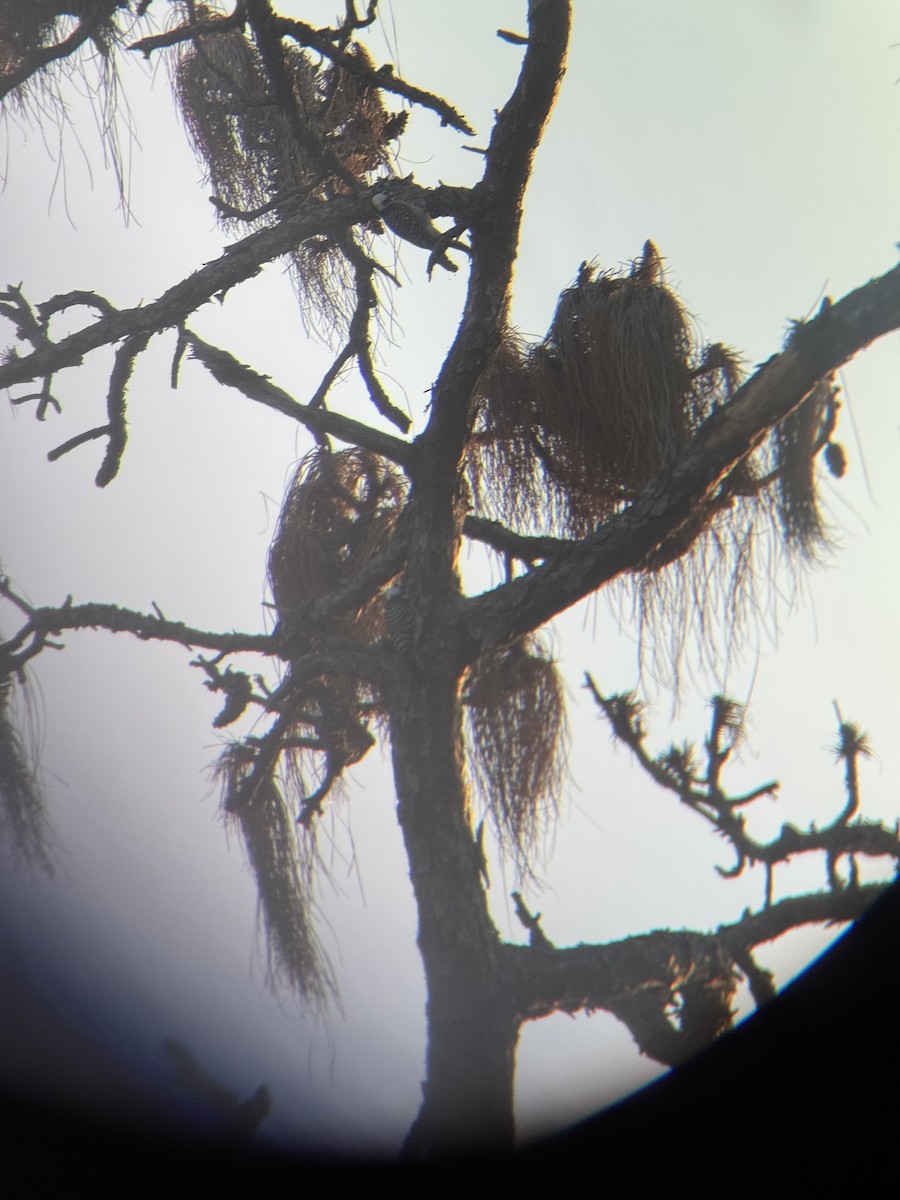 ホオジロシマアカゲラ - ML647164935