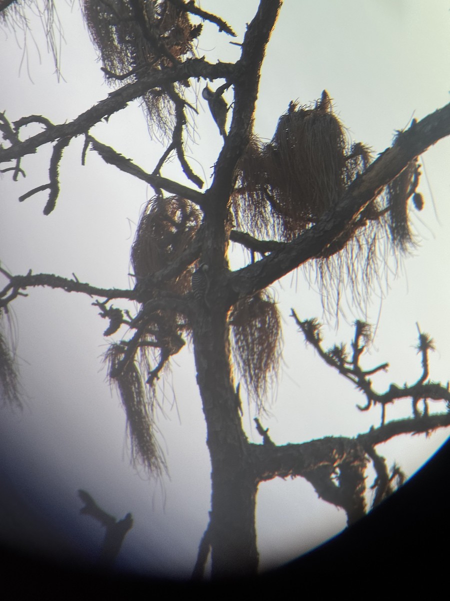 ホオジロシマアカゲラ - ML647164936