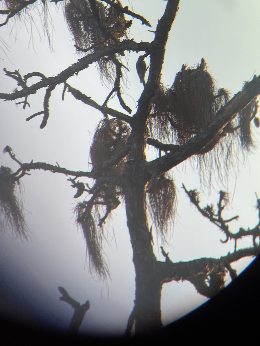 ホオジロシマアカゲラ - ML647164937