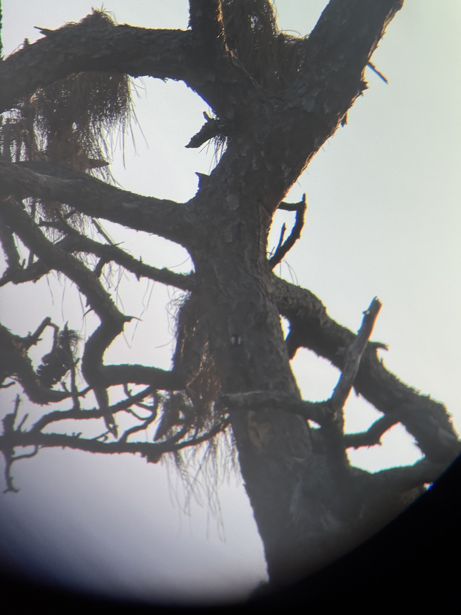 ホオジロシマアカゲラ - ML647164938