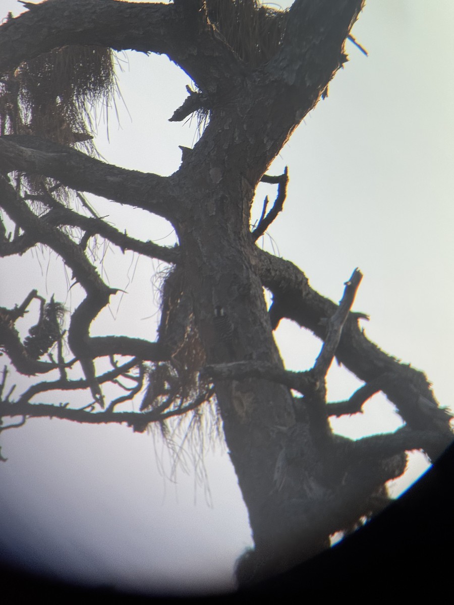 ホオジロシマアカゲラ - ML647164939