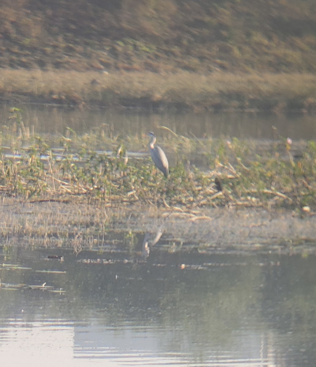 Gray Heron - ML647164940