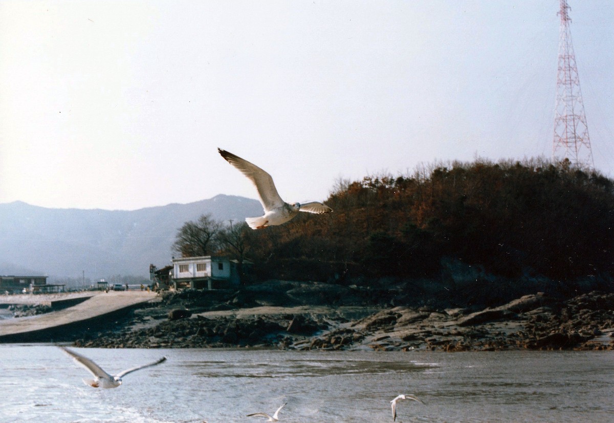 Black-tailed Gull - ML647164944