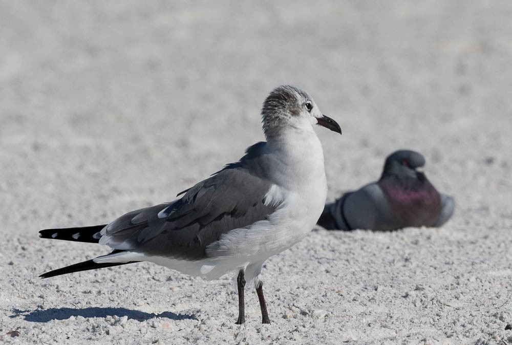 Laughing Gull - ML647164946