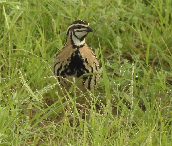 Rain Quail - ML647164949
