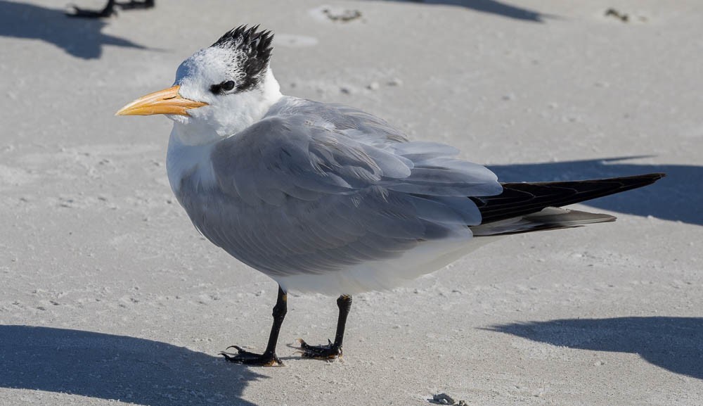 Royal Tern - ML647164959
