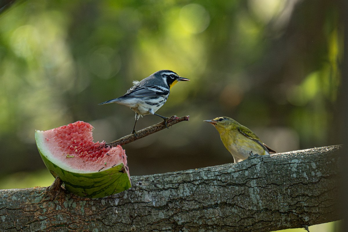 Червоїд світлобровий - ML647164960