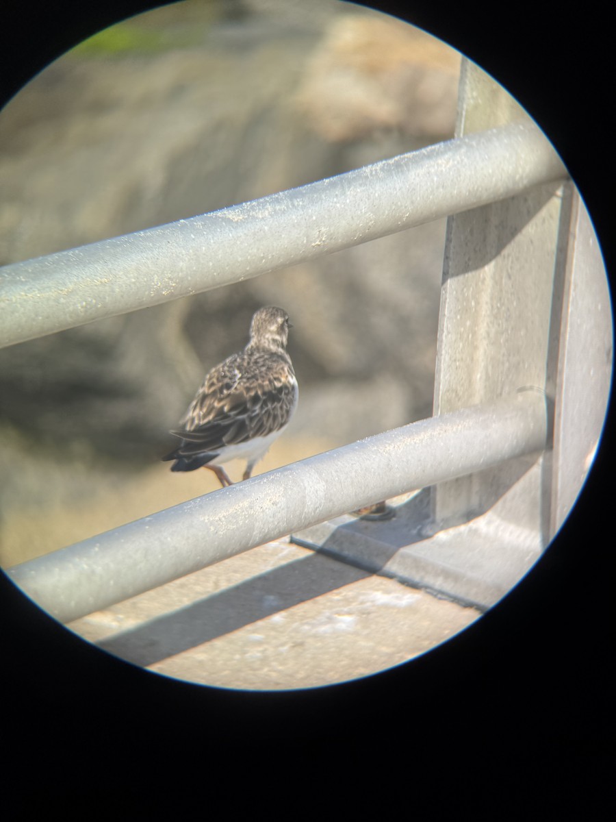 Ruddy Turnstone - ML647164961