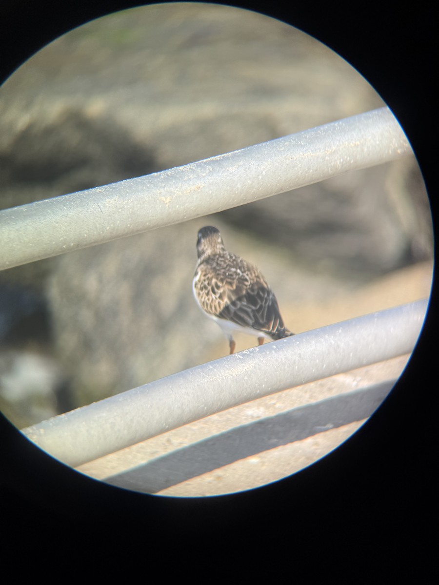 Ruddy Turnstone - ML647164963