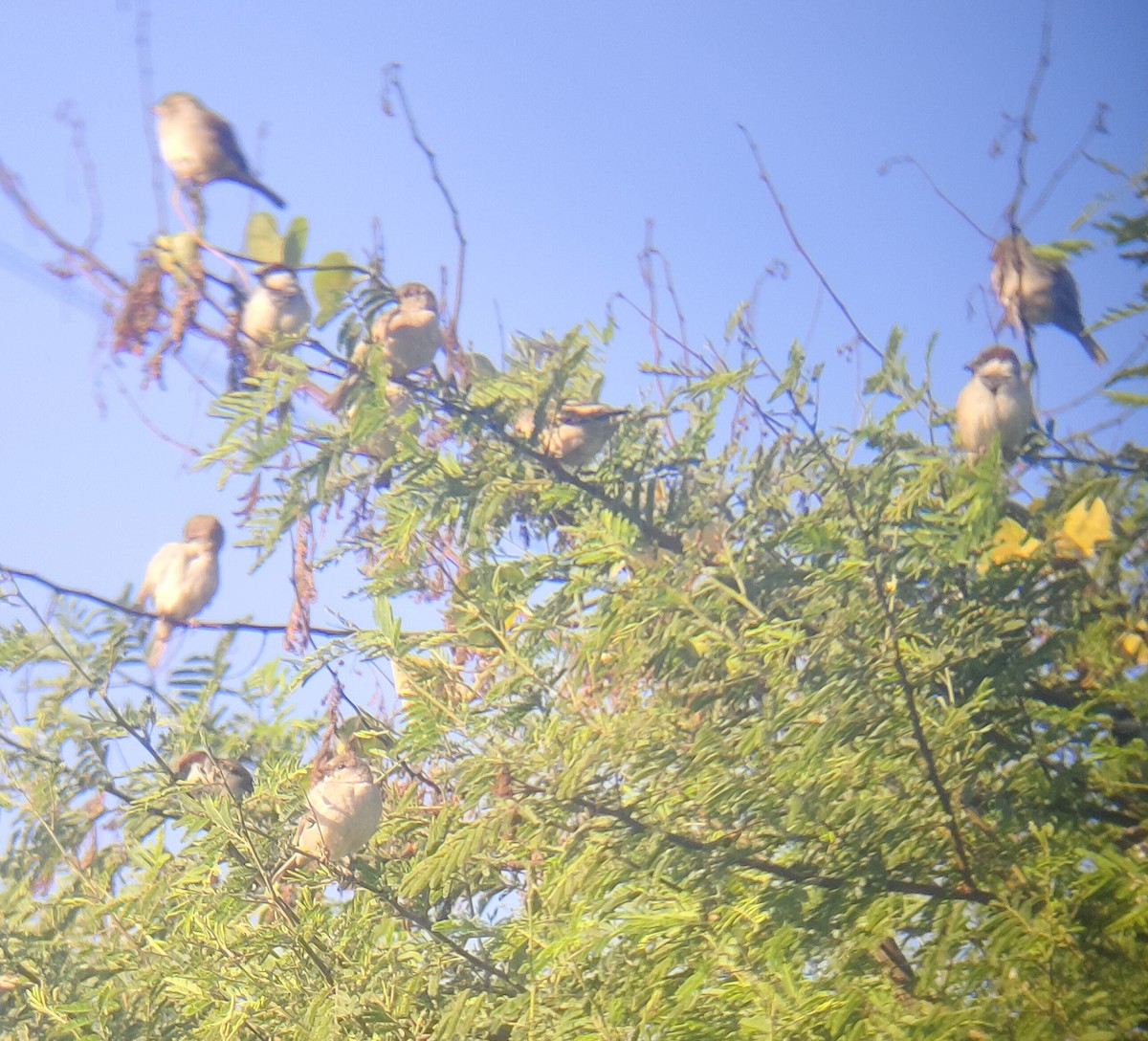 House Sparrow - ML647164978