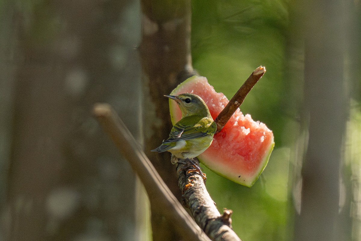 Червоїд світлобровий - ML647164980