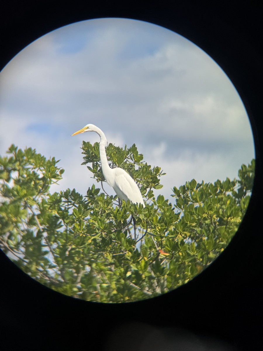 Great Egret - ML647164991