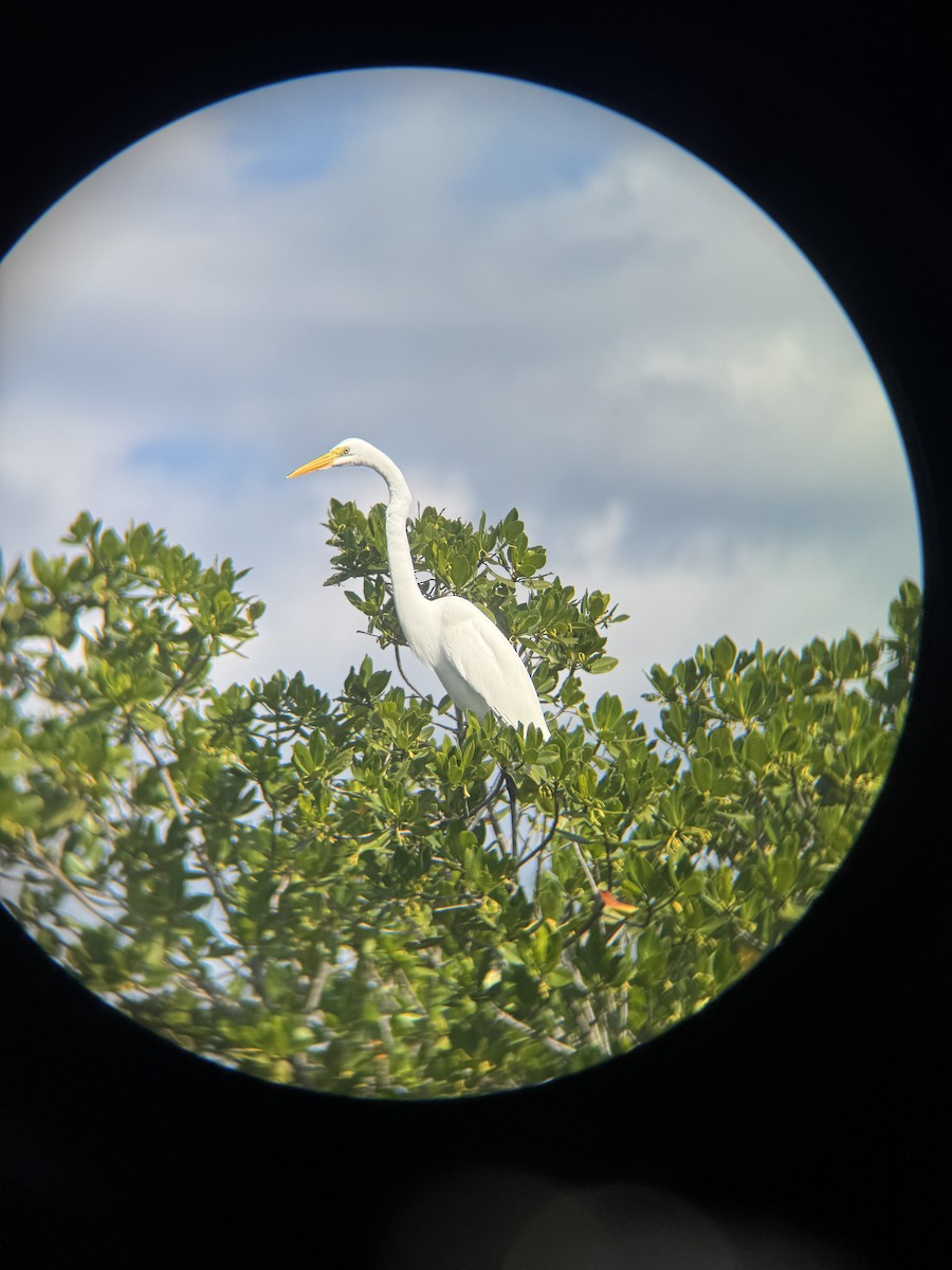 Great Egret - ML647164992