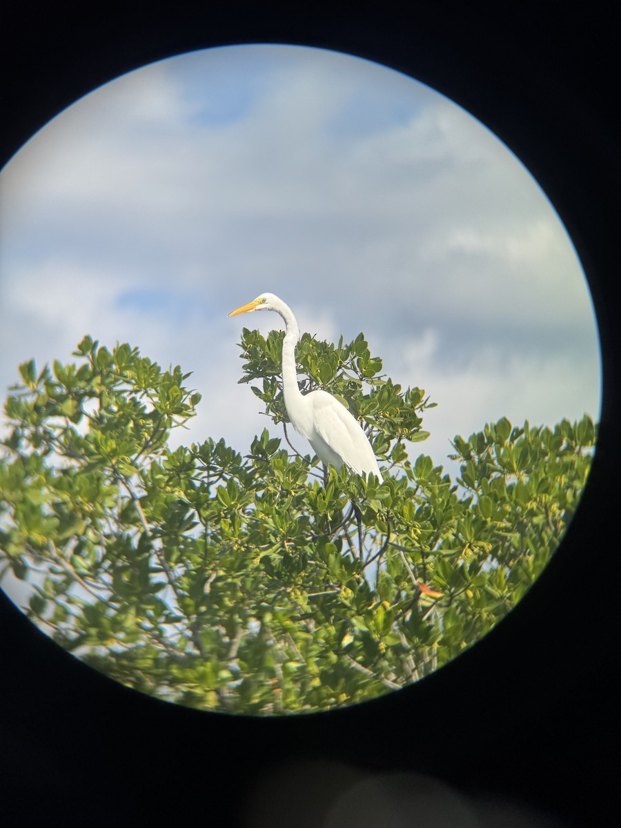 Great Egret - ML647164993