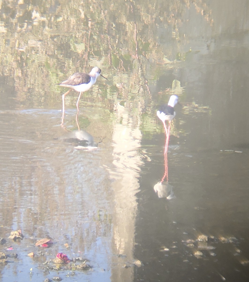 Black-winged Stilt - ML647165003
