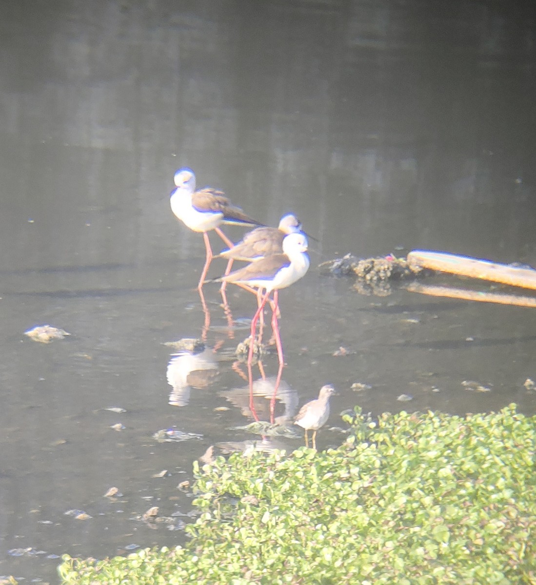 Black-winged Stilt - ML647165007