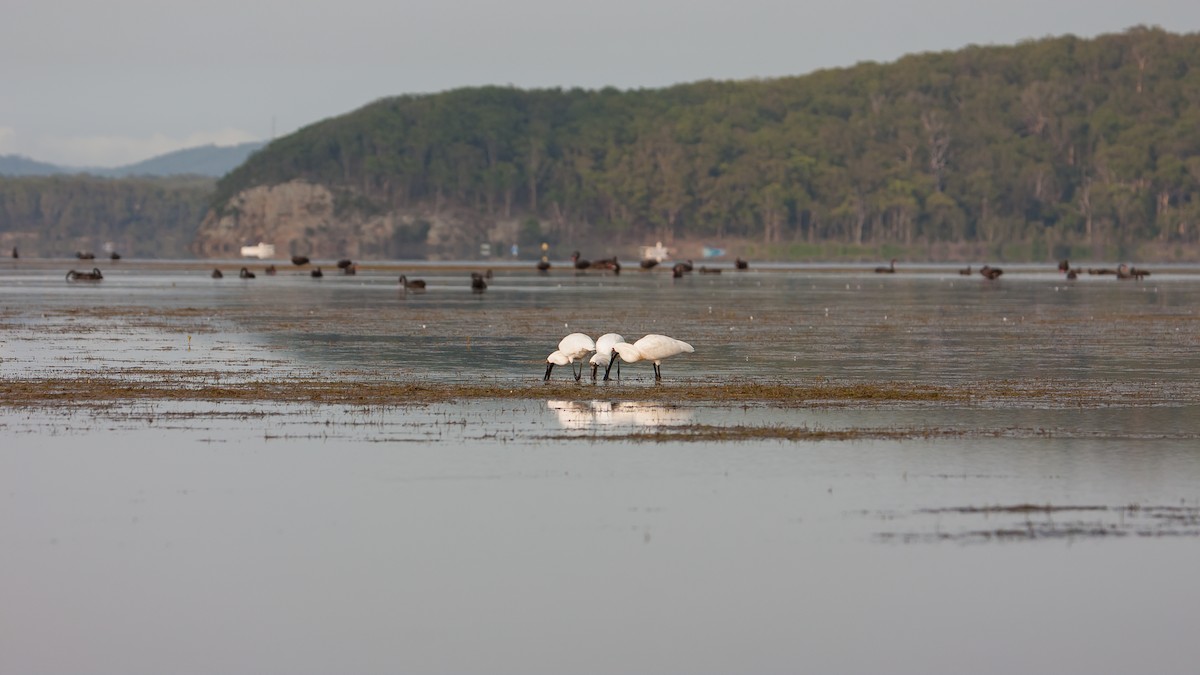 Royal Spoonbill - ML647165011