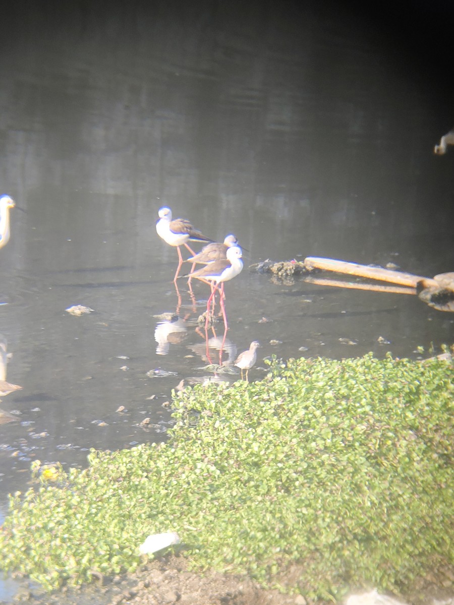 Black-winged Stilt - ML647165012