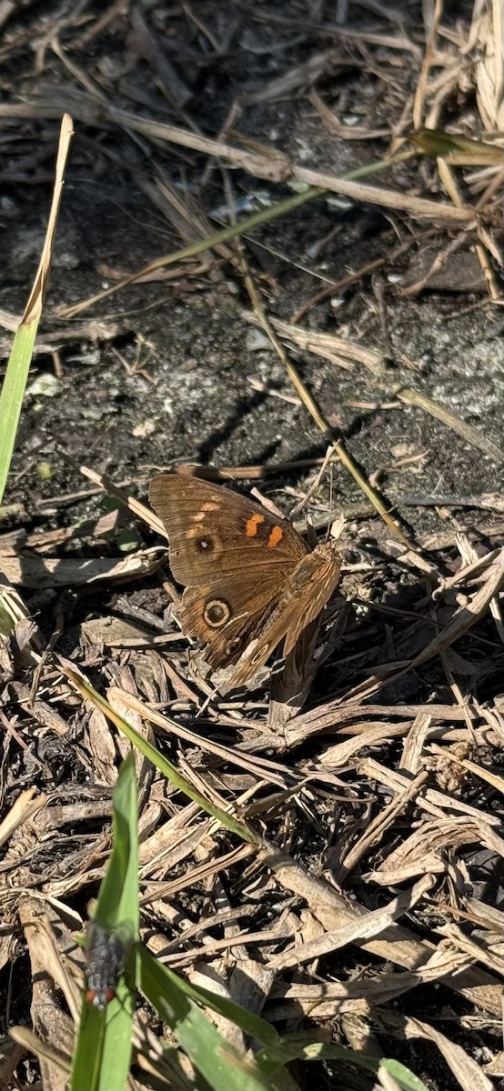 West Indian Mangrove Buckeye - ML647165013