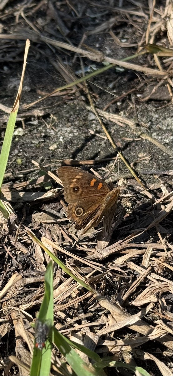 West Indian Mangrove Buckeye - ML647165014